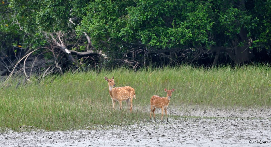 Sundarban